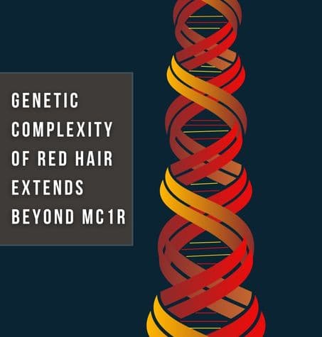 Double helix DNA strand with red and brown colors intertwined, illustrating genetic complexity and hair color variation
