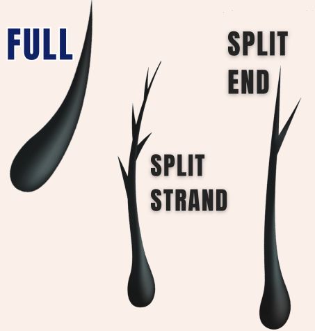 Infographic: Difference between split strand, split end and full strand