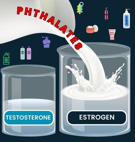 an image of Phthalates an hormone imbalance