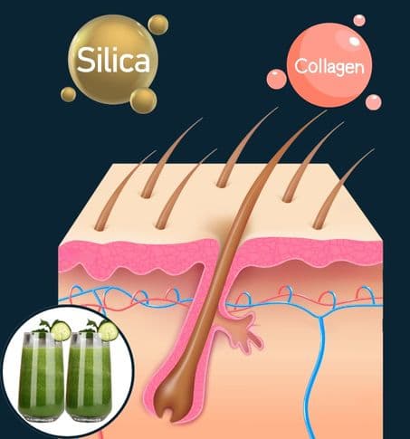 a cross section of beard hair and skin, surrounded by icons of silica and collagen