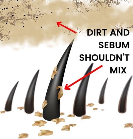 infographic: air pollution and sebum covered hairs. Text overlay reads pollution and sebum shouldn't mix