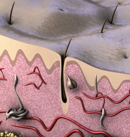 human skin cutaway diagram with several details and hair follicles