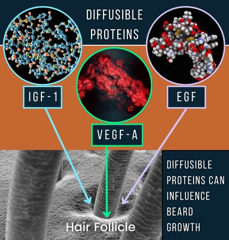 illustration: diffusible proteins that can influence beard growth including IGF-1, VEGF-A, EGF