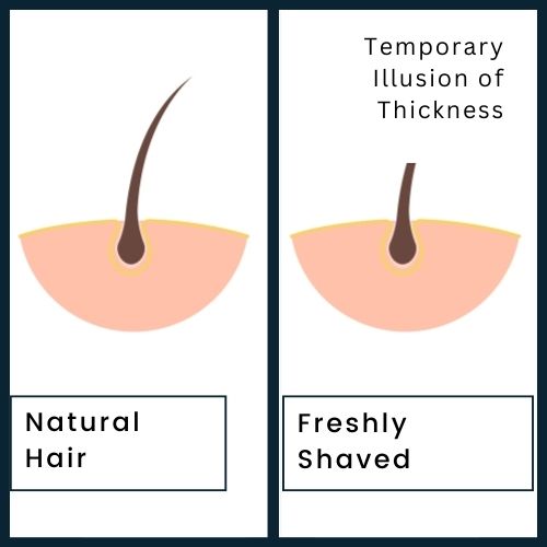 a side-by-side close-up comparison: right Side:a single beard hair with a freshly shaved, blunt tip. Labelled “Freshly Shaved.” left Side: a natural beard hair with a tapered, softer tip. Labelled “Natural Hair.”