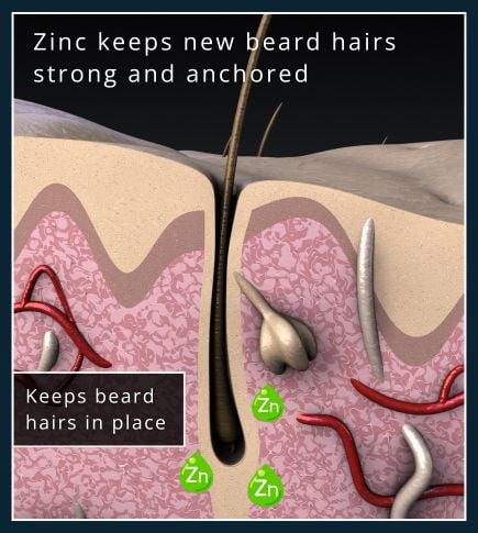 Illustration-style cross section showing zinc’s role in hair follicles and beard retention
