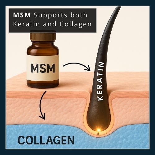 Educational illustration showing MSM supplement bottle with arrows pointing to collagen under the skin and keratin in a beard hair strand, highlighting how MSM supports beard structure.