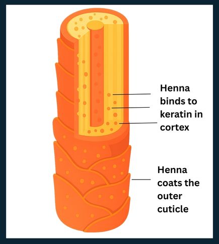 Diagram of a hair strand showing henna coating the cuticle and binding to keratin in the cortex