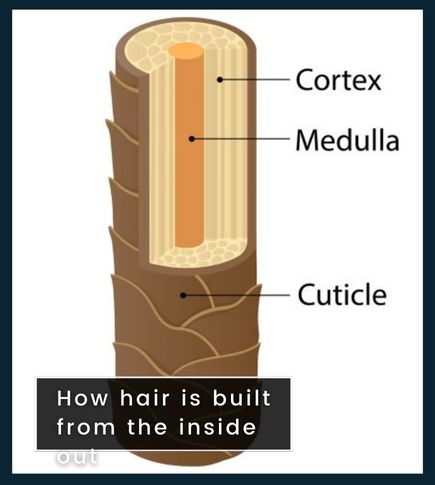 Cross-section of a healthy hair strand with labelled cuticle, cortex, and medulla layers