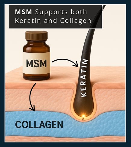 Educational illustration showing MSM supplement bottle with arrows pointing to collagen under the skin and keratin in a beard hair strand, highlighting how MSM supports beard structure.