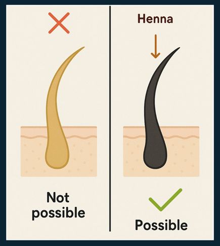 Comparison diagram showing that natural beard dyes cannot lighten dark hair but can add red or brown tones
